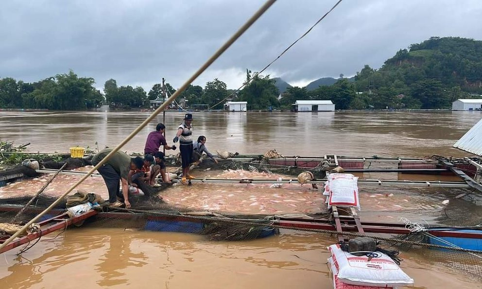 cá chết hàng loạt